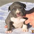 Puppies for Sale